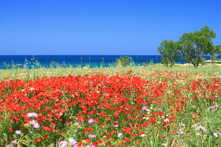 Pigianos Campos: Red poppy by the Old National Road